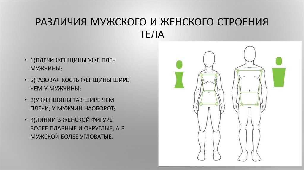 Половые различия мужчин. Анатомия мужчины и женщины различия. Различие мужского и женского тела. Анатомические различия мужчины и женщины.