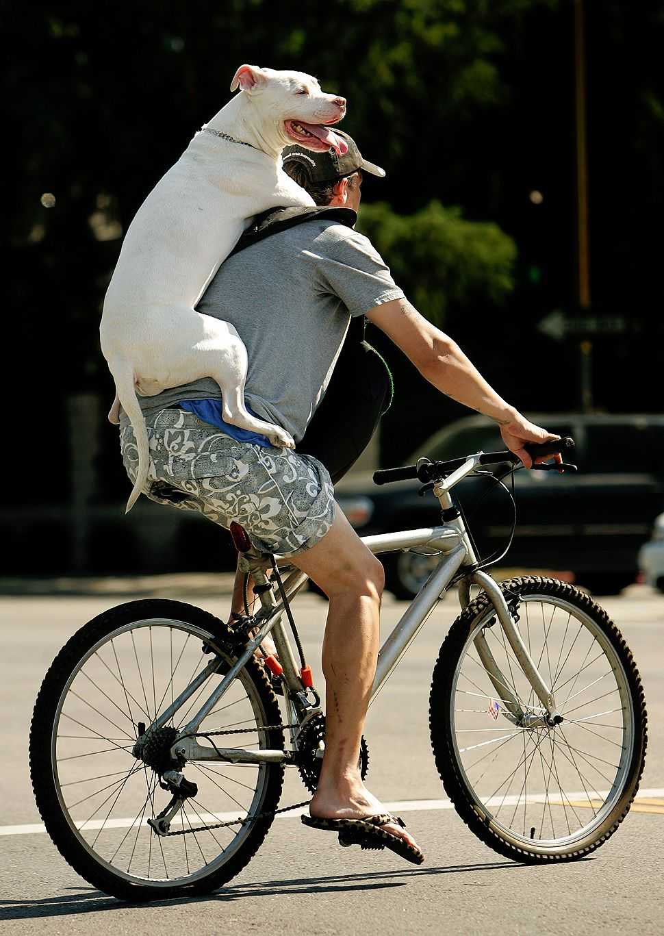 Cycling animals. Смешные велосипеды. Собака на велосипеде. Велосипедист с собакой. Собака катается на велосипеде.